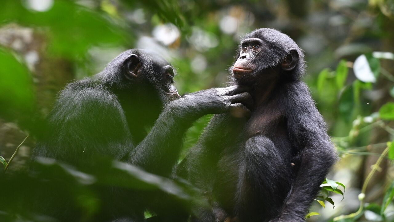 Bonobo's houden theekransje: ook dieren kunnen doen alsof, blijkt uit onderzoek