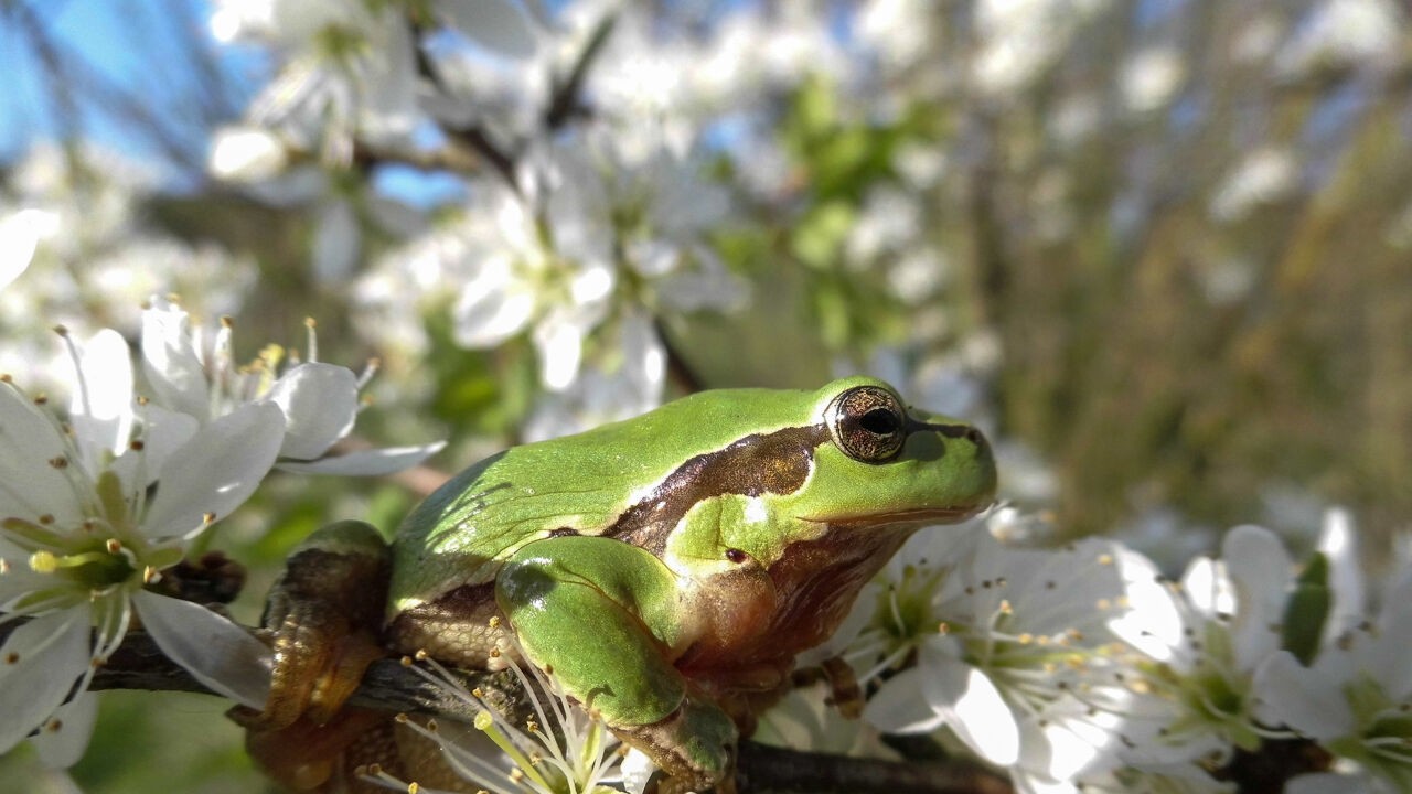 Natuurpunt en Groen hebben duidelijke oproep voor minister Brouns na nieuw rapport over Vlaamse natuur