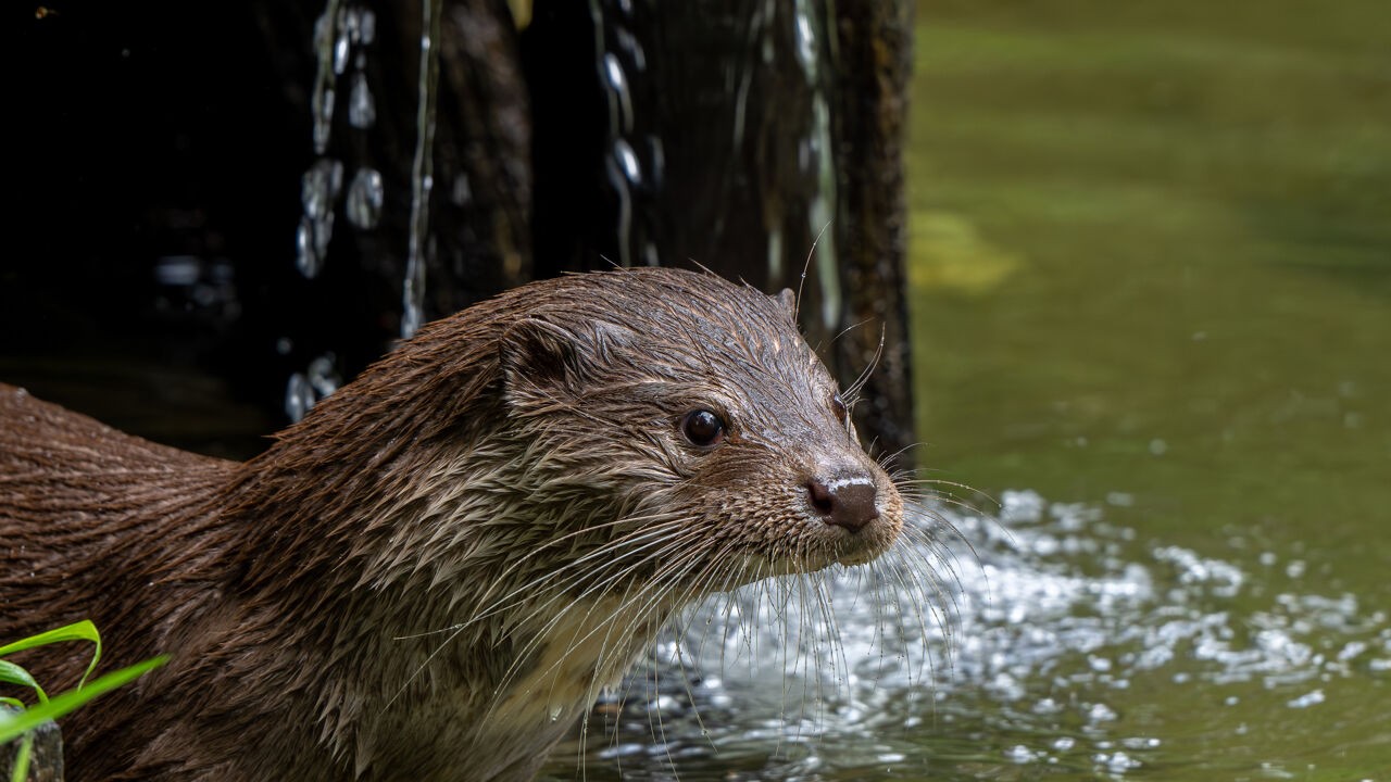 "Laat ons ernstig debat voeren": wat zijn de Europese milieuregels die Vlaamse politici willen versoepelen?