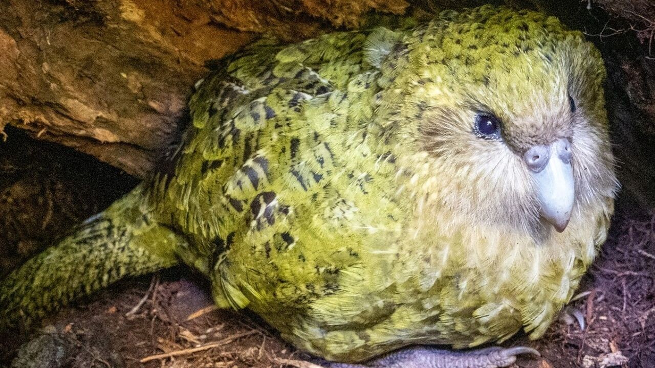 Valentijnswonder in Nieuw-Zeeland: voor het eerst weer kuiken van dikste papegaaiensoort die niet kan vliegen