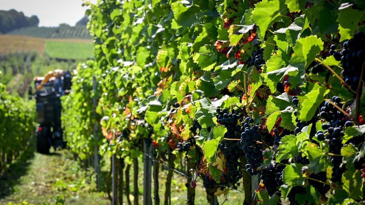 Wijnbouw groeit fors in West-Vlaanderen, maar succes heeft ook keerzijde: milieu-impact is groot
