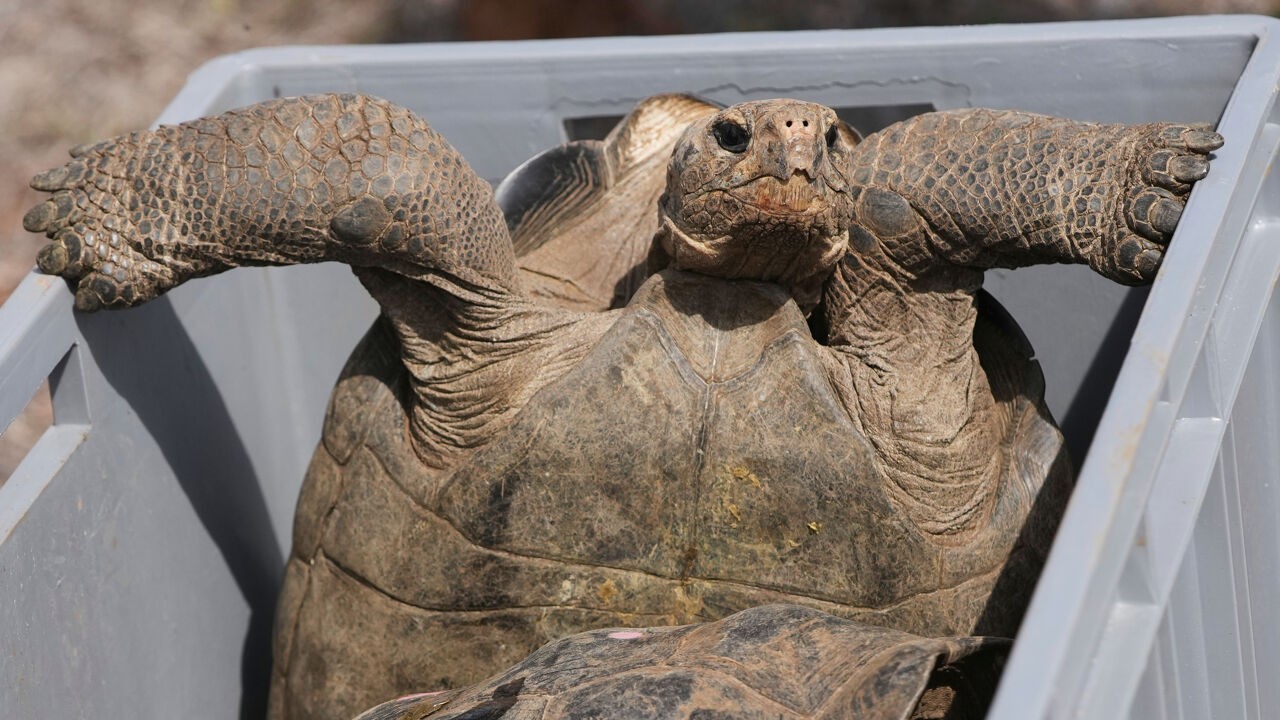 Na 150 jaar keert de reuzenschildpad terug naar Galapagoseiland Floreana