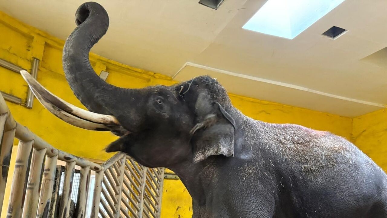 Zoo in Kiev houdt dieren warm tijdens bitterkoude oorlogswinter