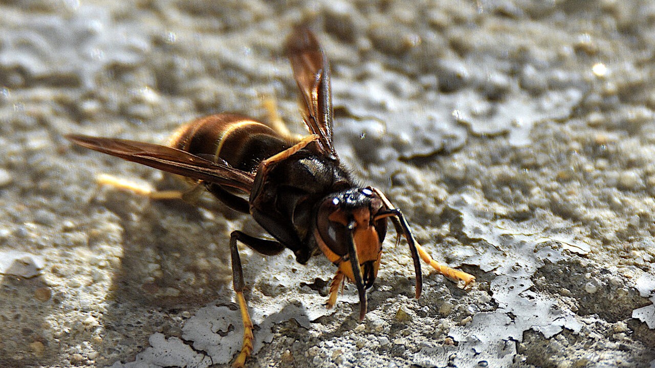 Nederland doopt Aziatische hoornaar om tot geelpoothoornaar, "grote kans dat Vlaanderen volgt"