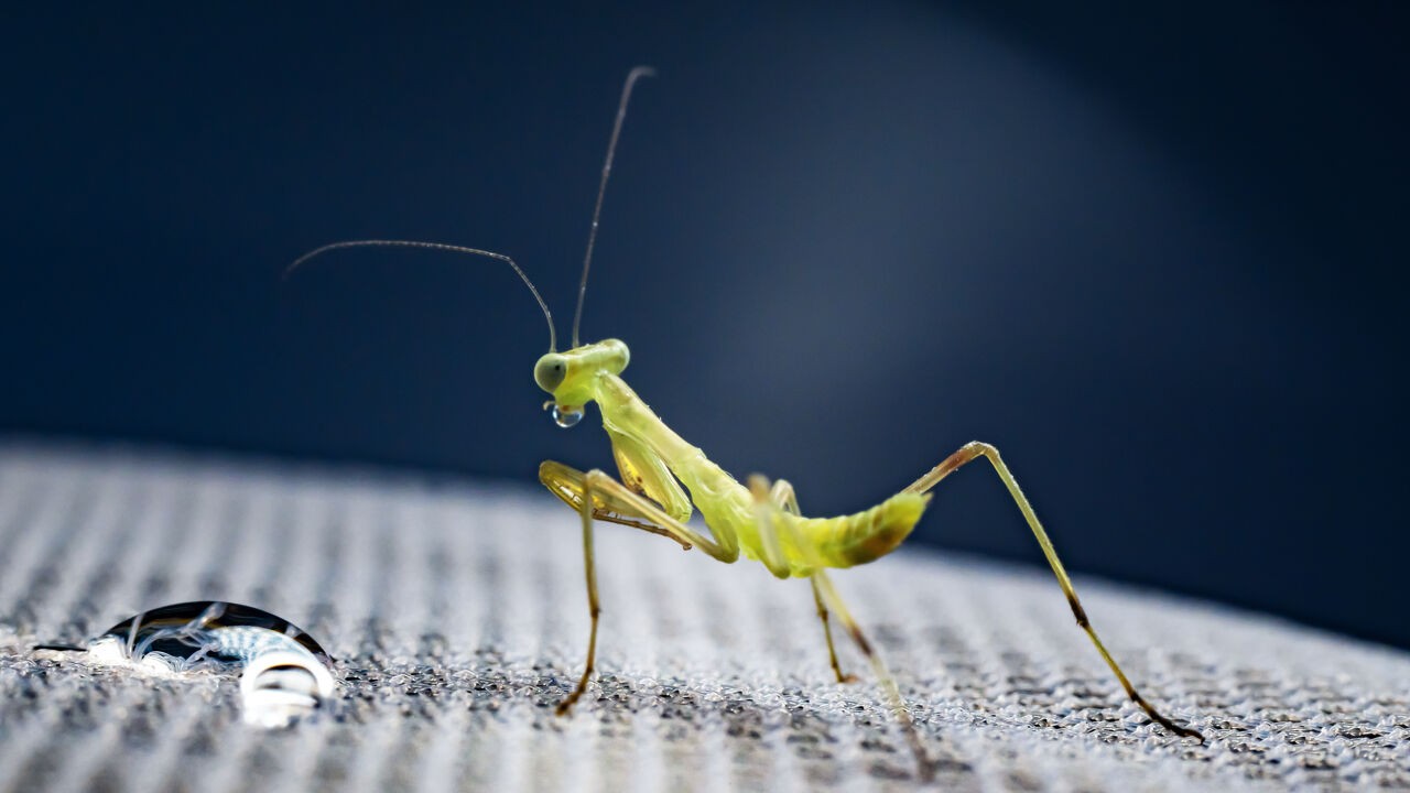 "Hun komst is slecht nieuws": Aziatische bidsprinkhaan rukt op in Europa