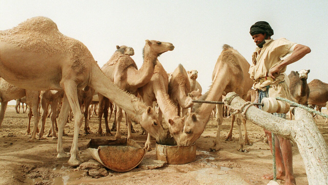 Sahrawi-republiek, die door weinig landen erkend wordt, viert 50e verjaardag: "Veel families hebben nog valies klaarstaan om terug te keren"