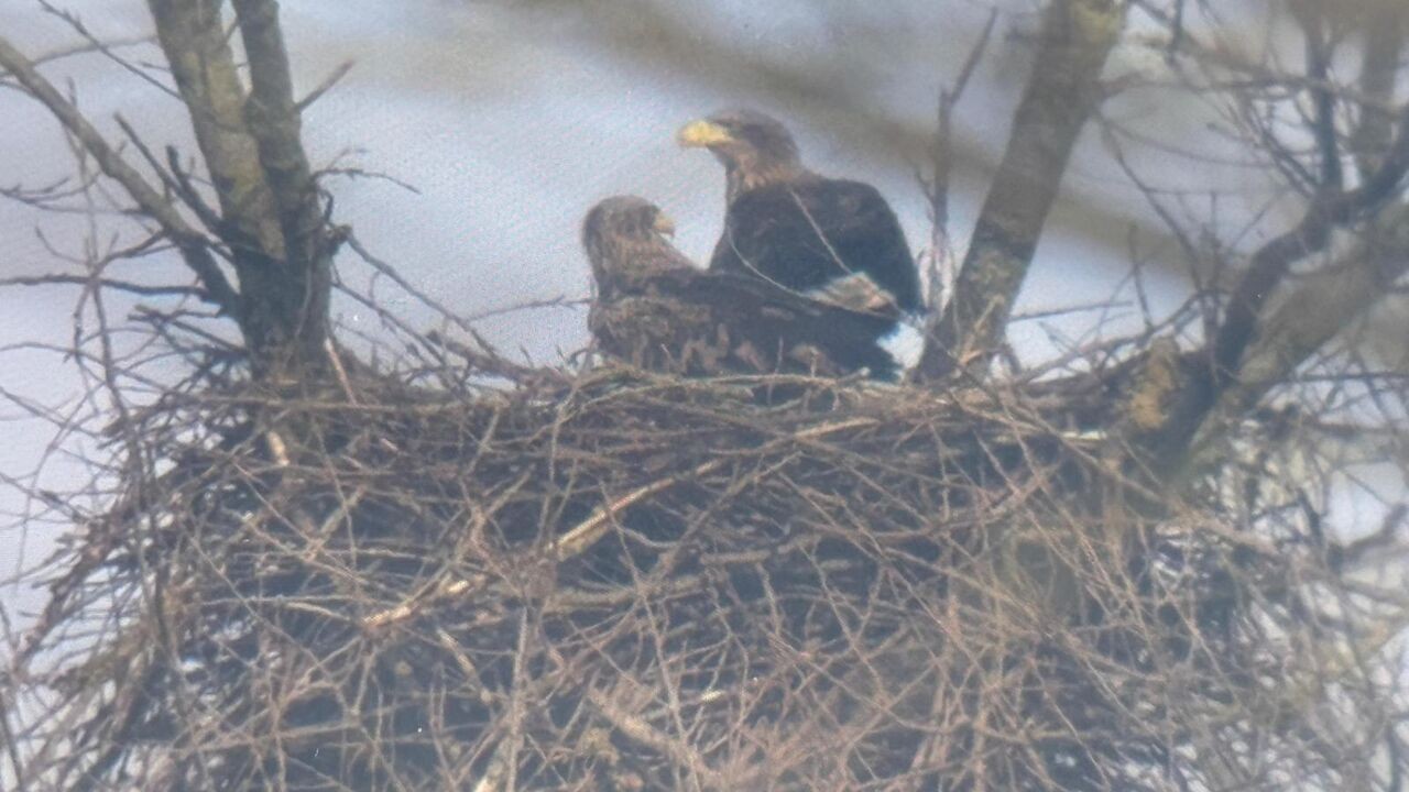Zeearenden Paul en Betty broeden opnieuw ei uit in De Blankaart in Diksmuide: "Pure magie"