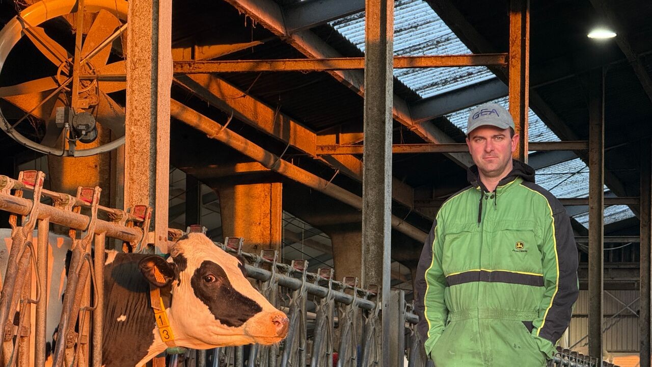 44 melkveeboeren uit Westhoek zitten vast in Dubai: "Geen paniek"