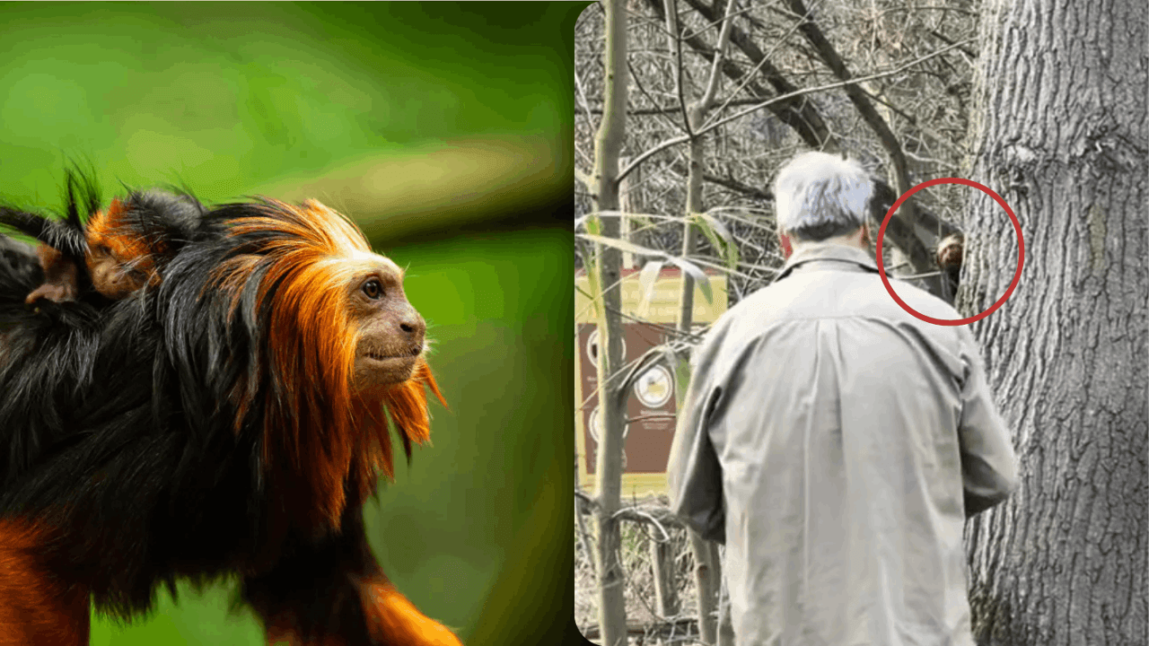 Goudkopleeuwaapje even ontsnapt in ZOO Planckendael: "Nooit gevaar voor bezoekers"