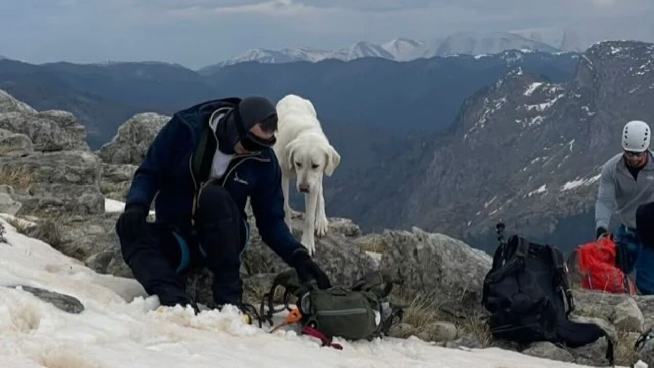 Hond na 9 dagen gered van bergtop op 1.900 meter hoogte: "Het leek alsof hij huilde"