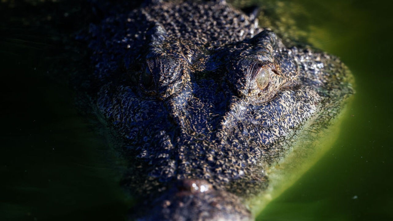 Zware overstromingen in noorden van Australië komen met extra ongemak: "Krokodillen zitten overal"