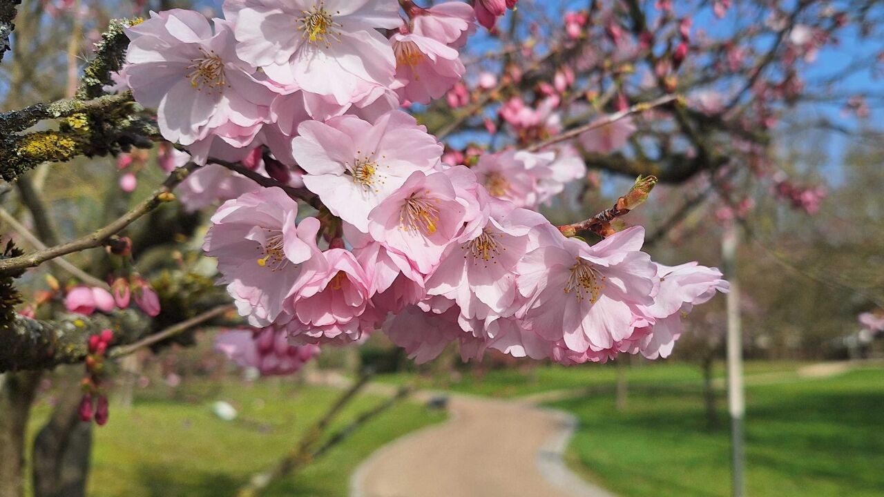 Eerste kersenbloesems in Japanse tuin: Hasselt verwacht 40.000 bezoekers