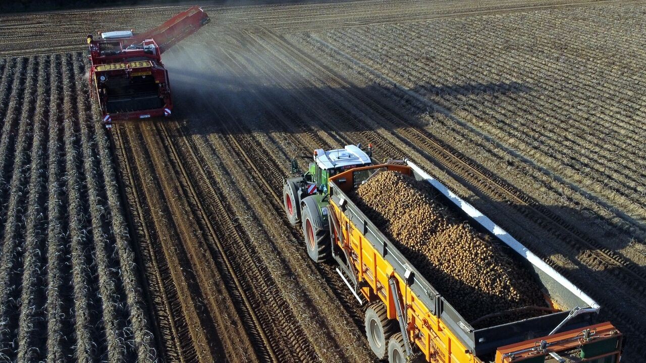 Meer frietjes maken is geen oplossing: ons land zit op "ongeziene" aardappelberg van 860.000 ton