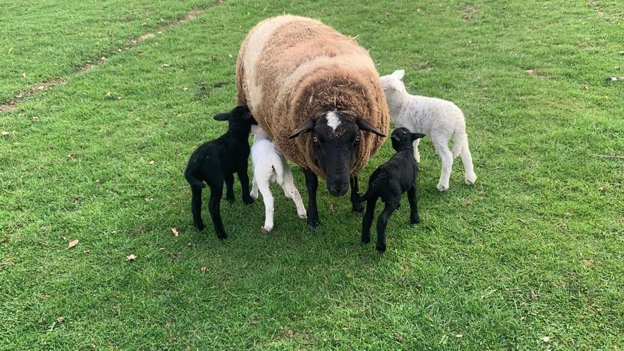 Vierling lammetjes geboren bij schapenhouder Daniel Theys in Kortrijk-Dutsel: "Toch wel uniek"