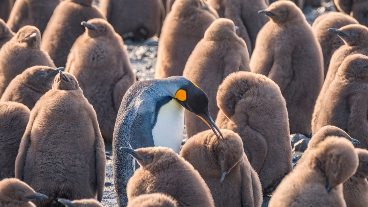 'Klimaatacrobaat' koningspinguïn past zich wonderwel aan aan opwarmende Zuidpool