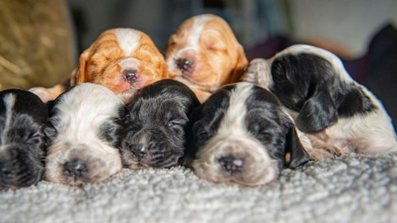 Uitbater hondenpension die 7 puppy's doodde, verliest vergunning: "Als rechter niet optreedt, doe ik dat wel"