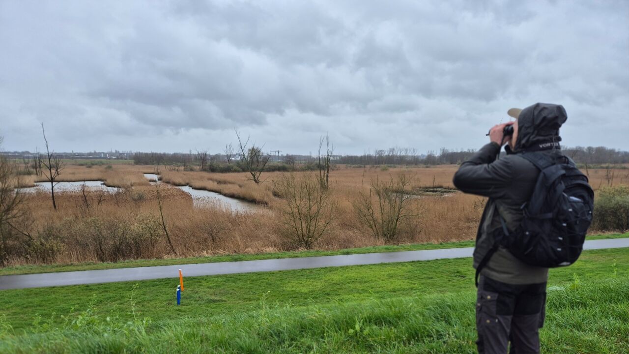 Minder dan 50 otters in heel België en dus trok VRT NWS op 'ottersafari' langs de Schelde