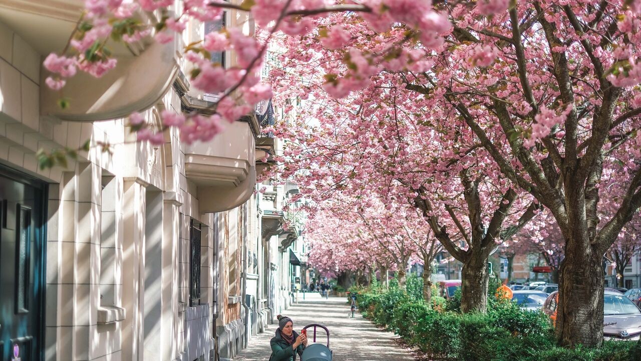 Kerselaars staan weer in bloei, en dat is goed nieuws voor ons humeur: "Bloemen doen onze stress dalen"