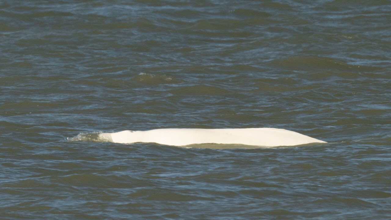 "Al van jaren 80 geleden": zeldzame witte dolfijn gespot voor kust van Blankenberge