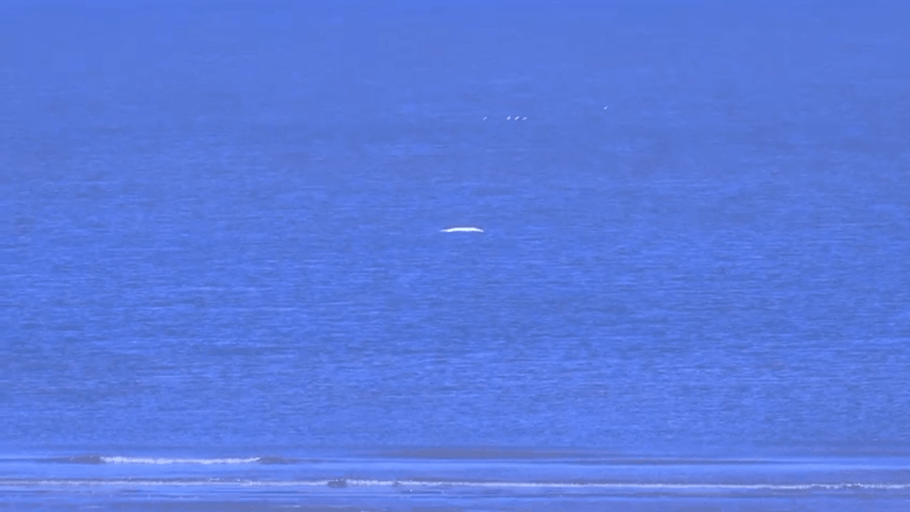 "Al van jaren 80 geleden": zeldzame witte dolfijn gespot voor kust van Blankenberge