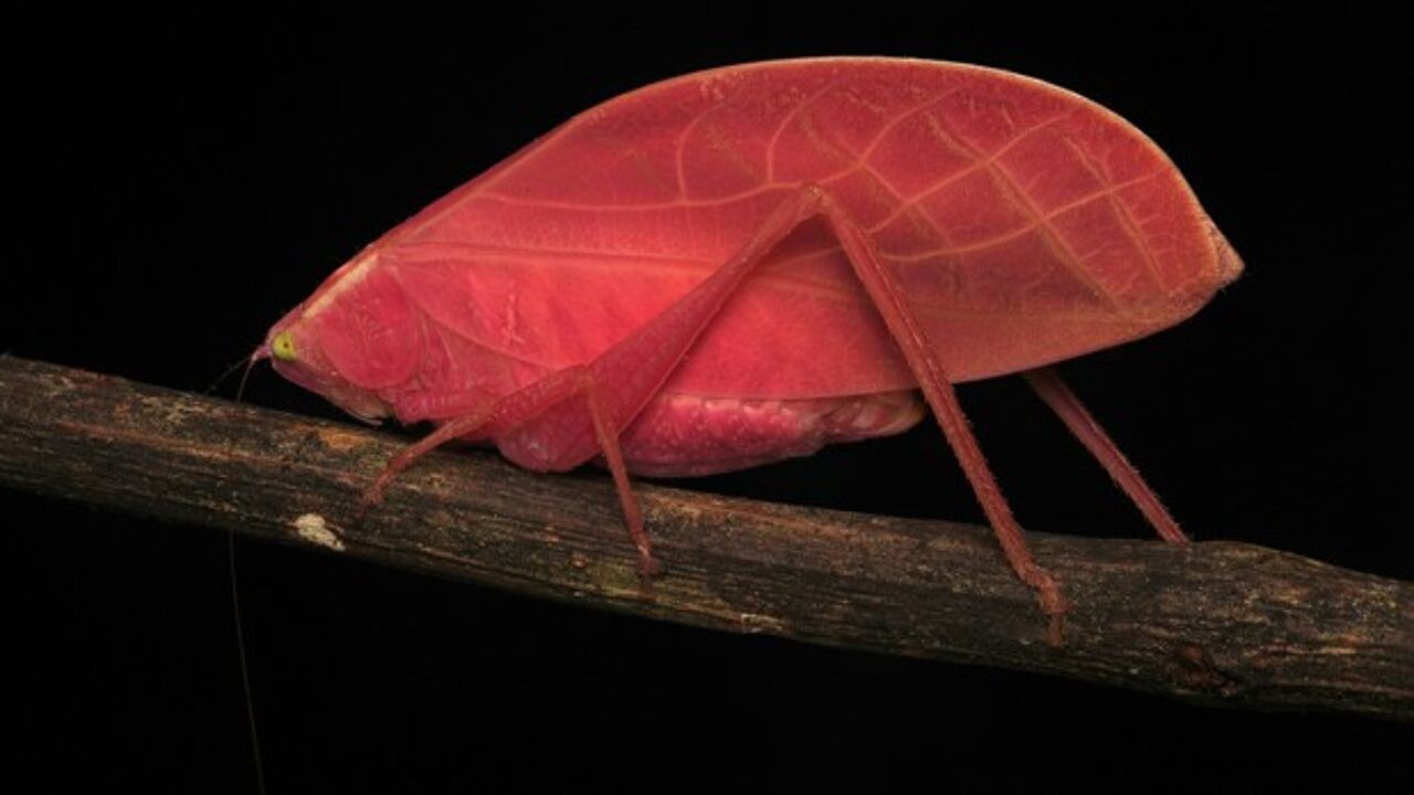 Camouflage of dieet? Roze sabelsprinkhaan wordt in amper 11 dagen groen