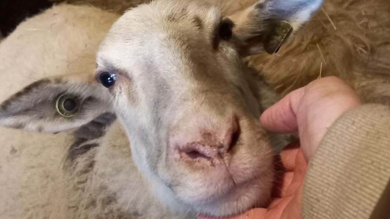 Pasgeboren lam besmet met Q-koorts in Openluchtmuseum Bokrijk, 161 schapen blijven voorlopig op stal