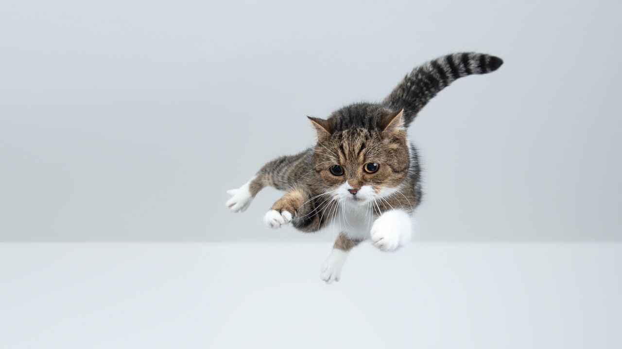 Hoe komen katten telkens op hun pootjes terecht? "Het geheim zit in de ruggengraat"