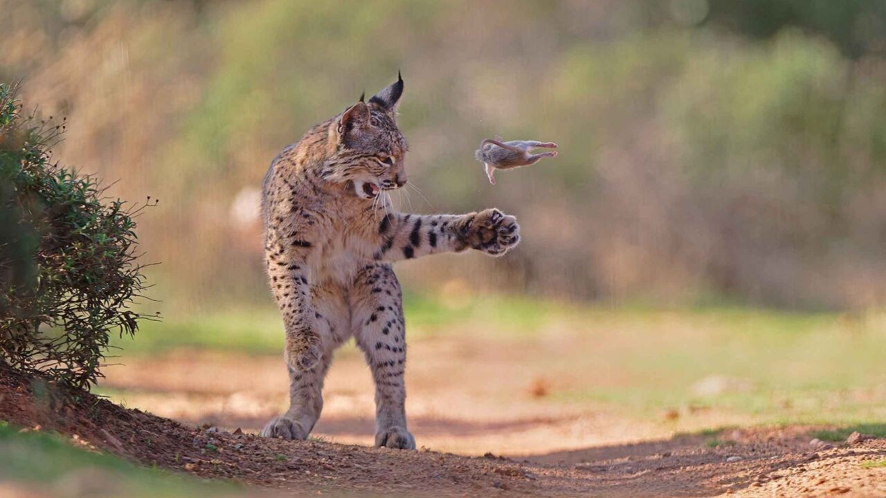 Vliegende muis, spelende lynx en ijsberen in de zon: deze dierenfoto's kapen prijzen weg