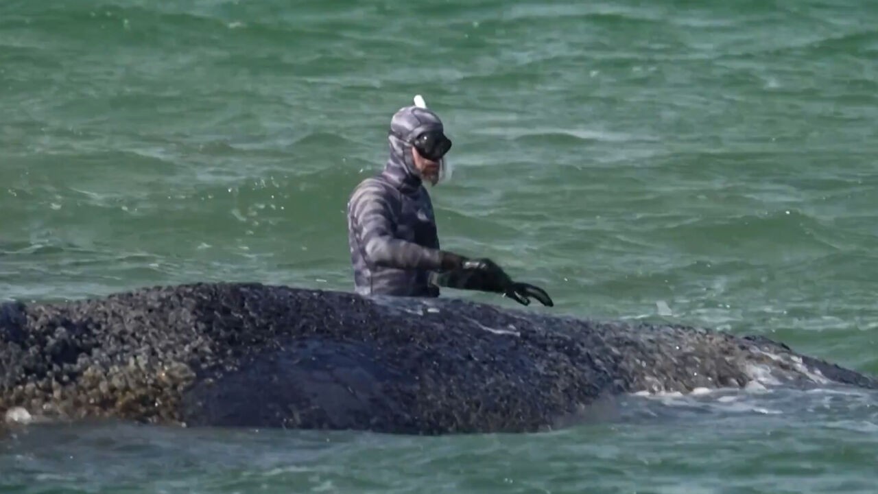 Bultrug die bevrijd was voor kust van Duitsland zit opnieuw vast