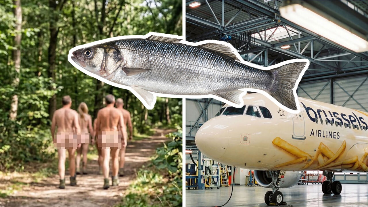 Frietjesvliegtuig, Vlaamse satelliet en blotebillenpad: dit zijn de meest opvallende aprilvissen