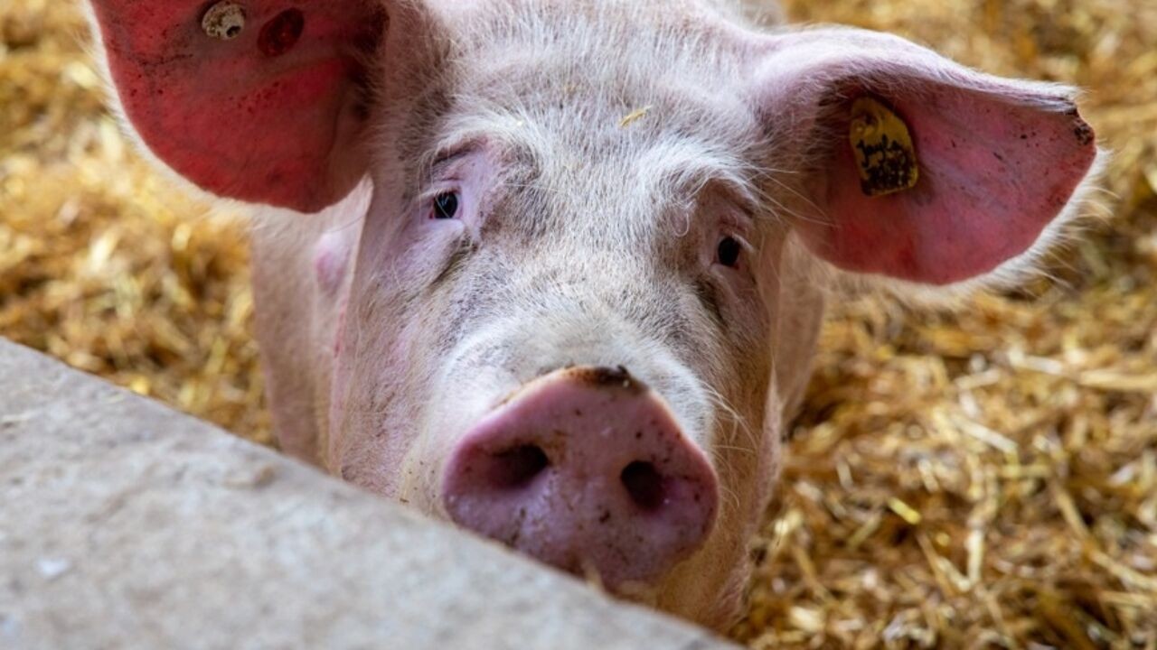 Meer speelmateriaal, minder stress? Wat 'varkenstranen' ons kunnen leren over hun leven in de stal