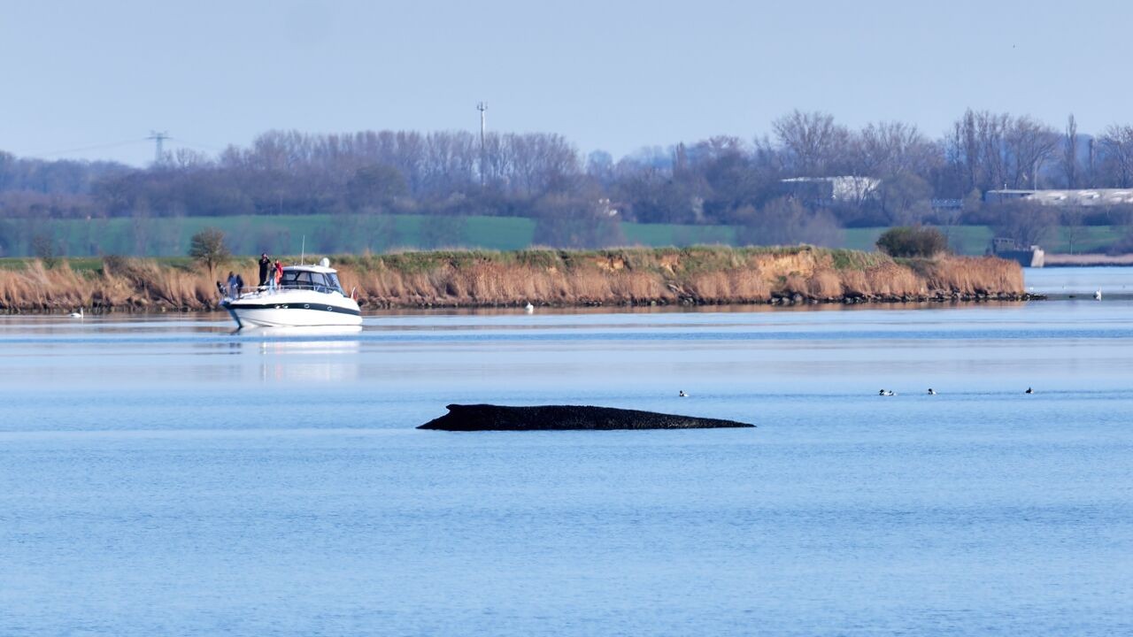 Duitsland zet dagenlange reddingsoperatie voor gestrande bultrug stop: "Het dier heeft zelf voor dit pad gekozen"