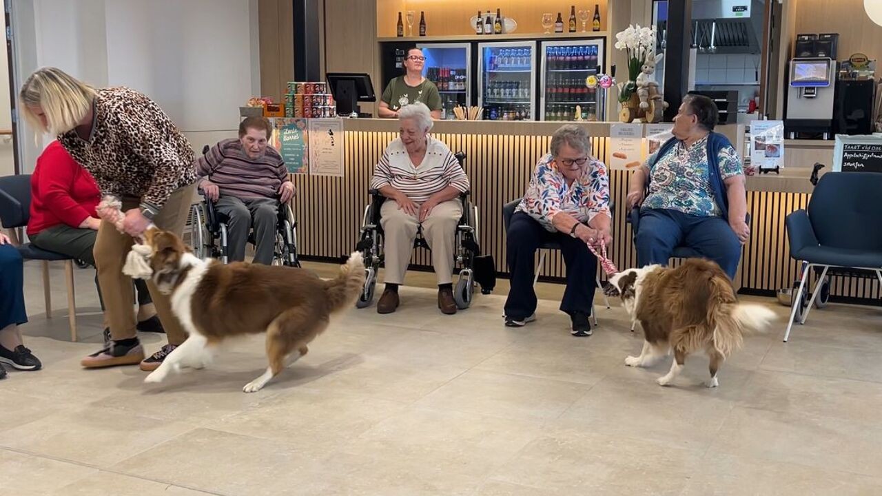Honden Shadow en Storm motiveren bewoners woonzorgcentrum Bilzen-Hoeselt tot meer beweging