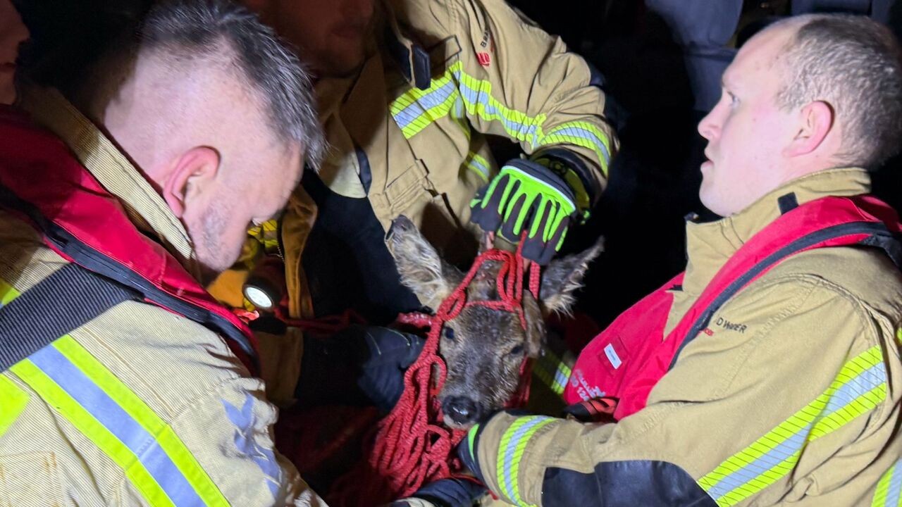 Brandweer redt uitgeputte ree uit kanaal Ieper-IJzer na urenlange zoektocht in donker