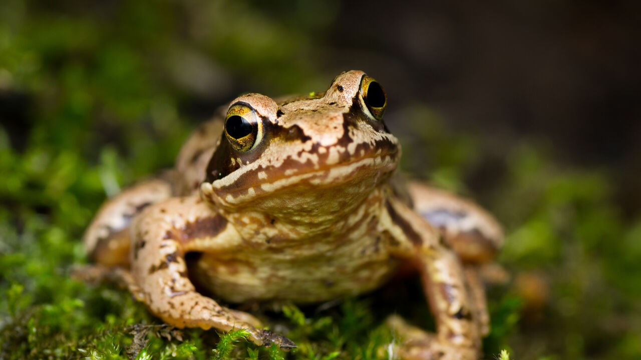 De helft minder op 10 jaar tijd: Natuurpunt ziet sterke terugval van bruine kikker bij overzetacties