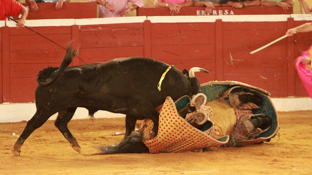 Gewezen matador (51) gedood tijdens voorbereiding van stierengevecht in teken van kunstenaar Picasso