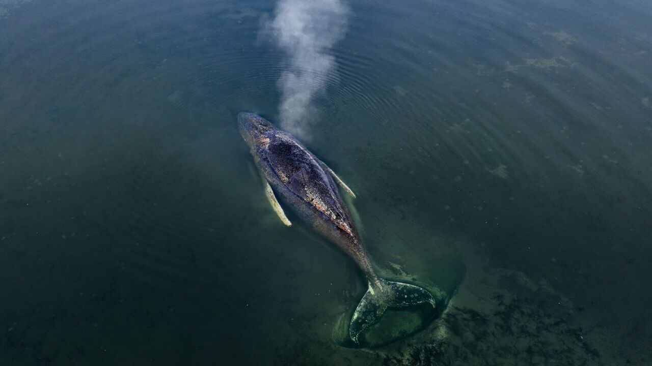 Bultrug Timmy is er slecht aan toe, wellicht volgt geen nieuwe reddingspoging meer