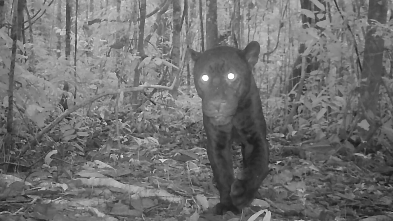 Zwarte jaguar gespot in jungle in Ecuador: "Je moet veel geluk hebben om er eentje te zien"