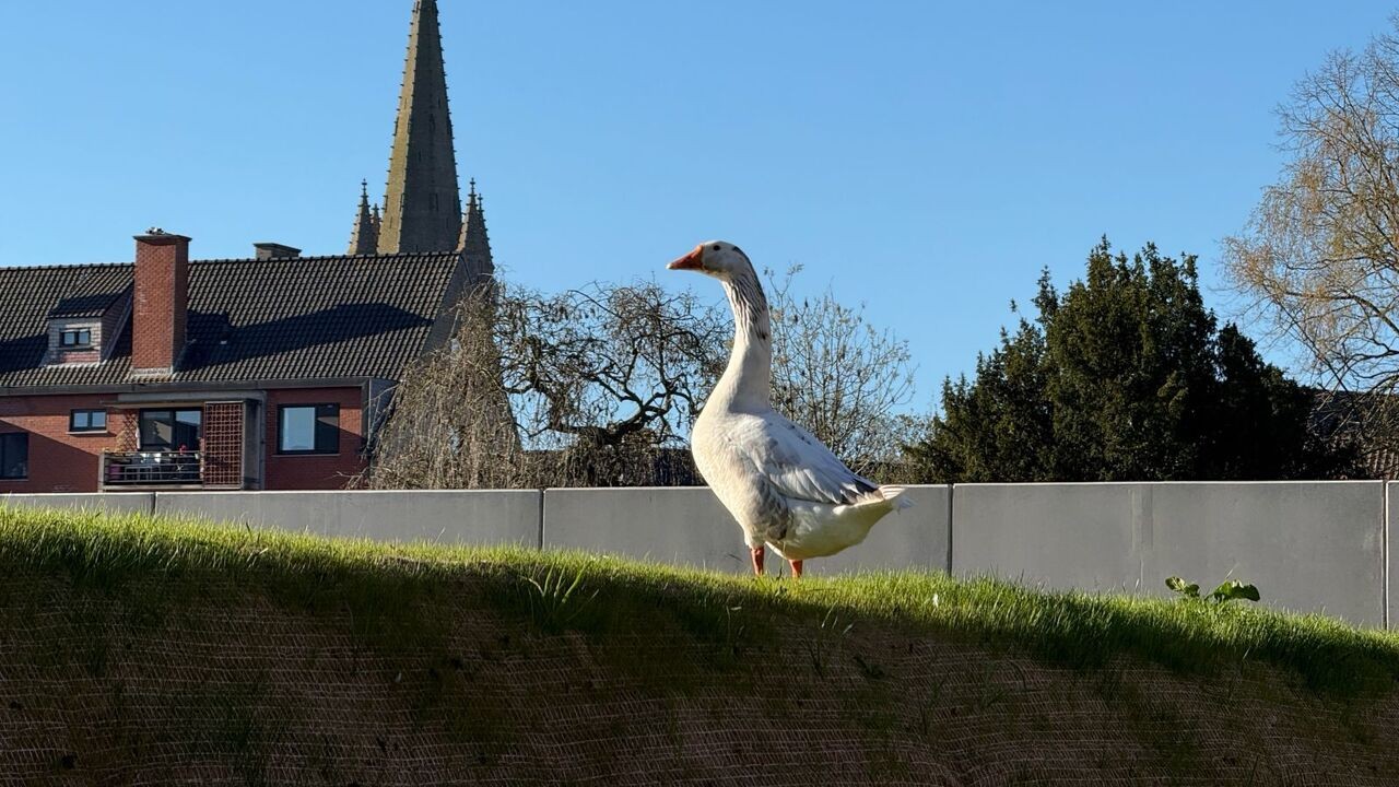 Gans houdt bewoners wakker in centrum Poperinge: "Kunnen weinig doen"