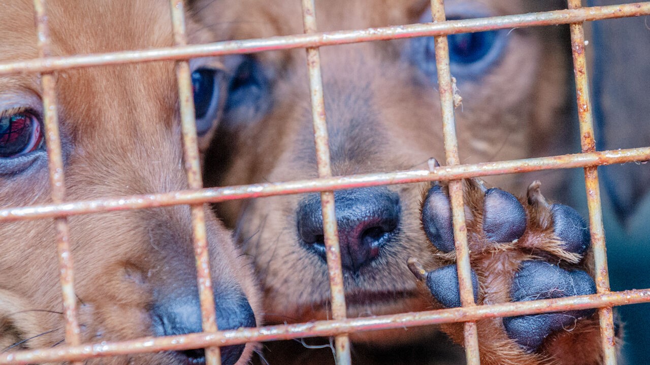 Vorig jaar werden meer dan 6.500 dieren in beslag genomen in Vlaanderen: "Vlaming is alerter geworden"