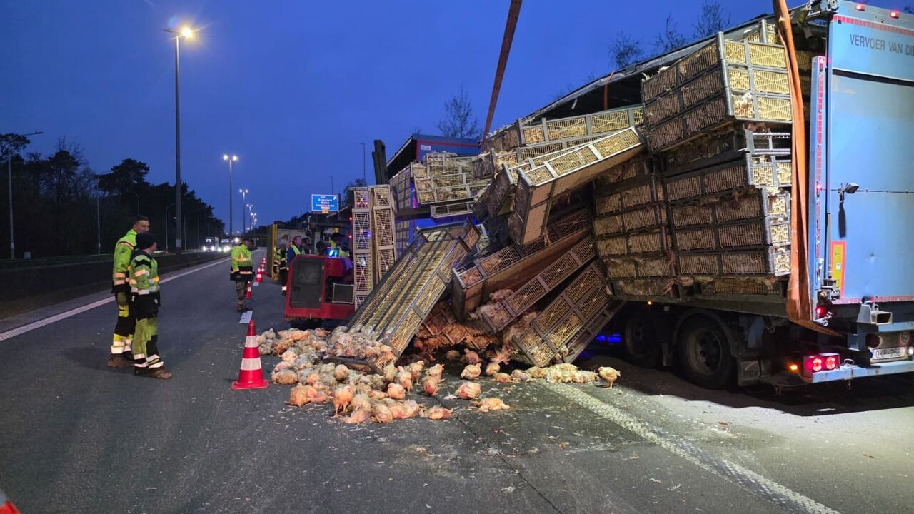 Vrachtwagen met duizenden kippen kantelt op E313, lange file richting Antwerpen