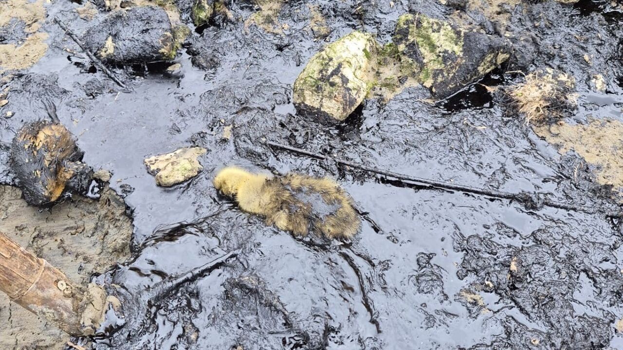 320 besmeurde vogels geteld na olielek in Antwerpse haven, ook minder vissen gespot