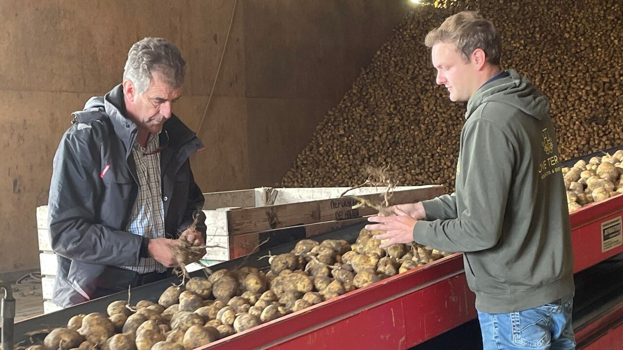 "Slechtste jaar ooit": vader en zoon uit Jabbeke geven liefst 1,2 miljoen kilo aardappelen gratis weg