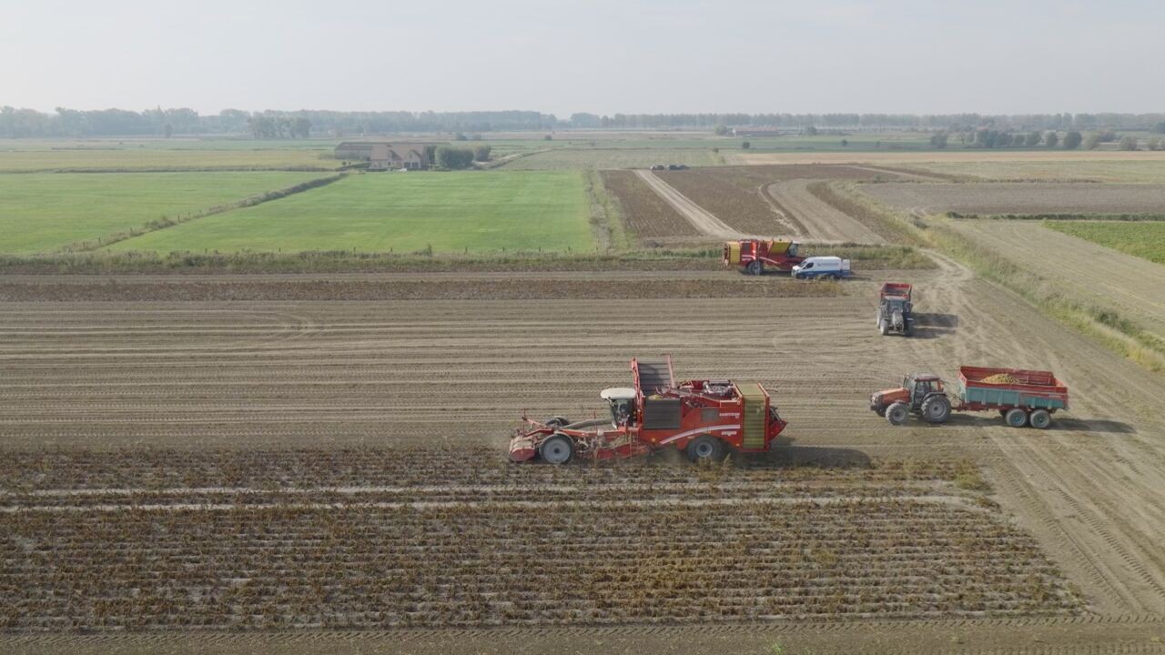 Waarom de 'patat' in de supermarkt niet goedkoper wordt ondanks de enorme aardappelberg van 860.000 ton