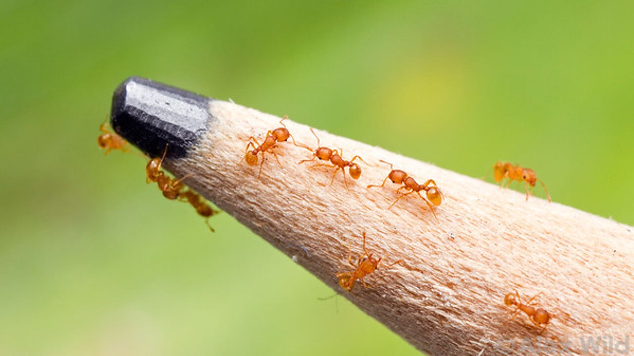 Prefect waarschuwt voor 'horrormieren' in zuiden van Frankrijk: "Hun steek wordt omschreven als een elektrische schok"