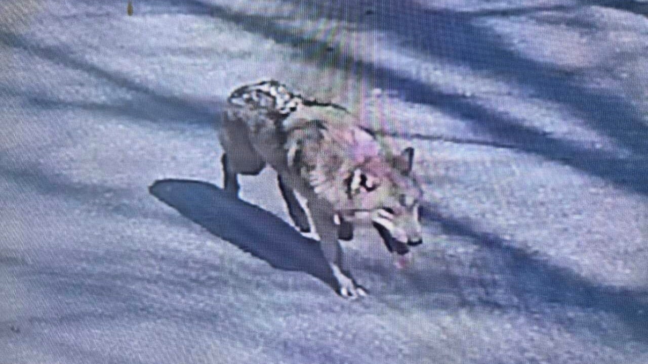 Op zoek naar Neukgu: ontsnapte wolf houdt Zuid-Korea in de ban
