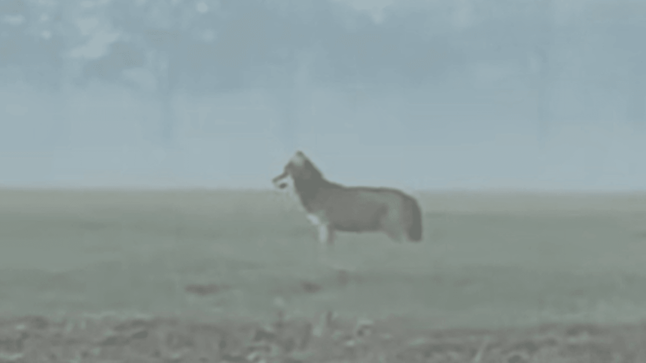 Zwerfseizoen van jonge wolven is begonnen: wie er een ziet, mag dat melden aan Welkom Wolf