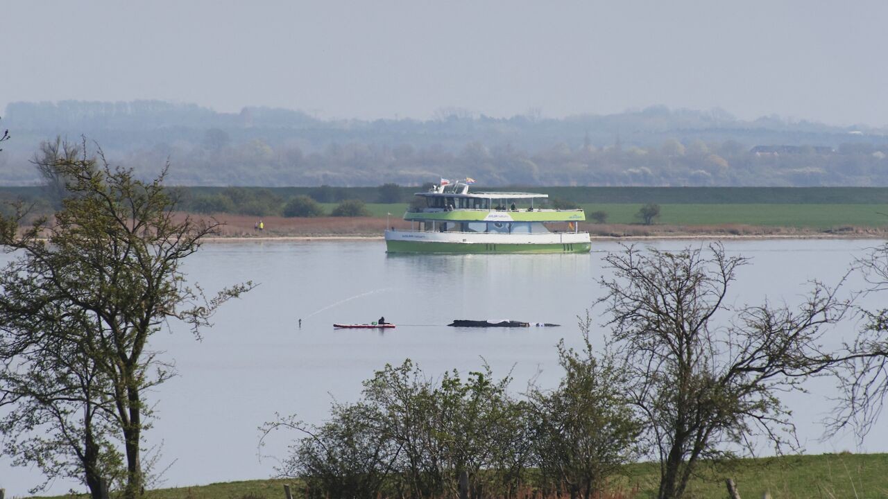Nieuwe reddingspoging voor Timmy de bultrug volop aan de gang, zondag "cruciale fase"