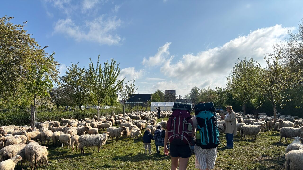 Meer dan 100 wandelaars vergezellen 800-tal schapen op trektocht door Voerstreek naar zomerweiden