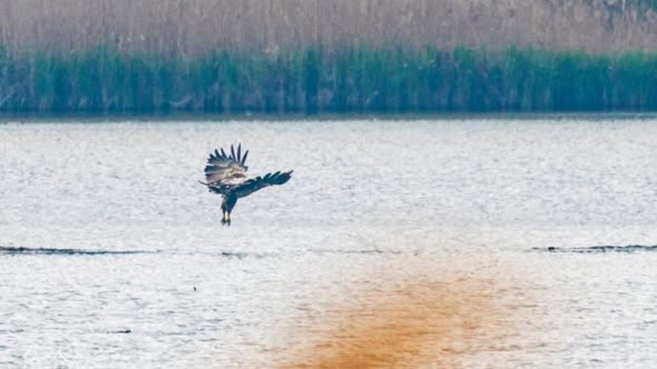 Zeldzame zeearend strijkt neer aan meer van Het Vinne in Zoutleeuw